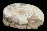 Inch Perisphinctes Ammonite - Jurassic #3753-1